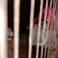 فنچ|پرنده|پیشوا, |دیوار