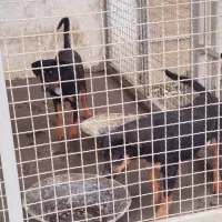 فروش توله داگو و روت وایلر نر و ماده|سگ|عباسآباد, |دیوار