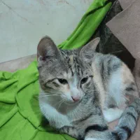 واگذاری رایگان بچه گربه|گربه|آمل, |دیوار