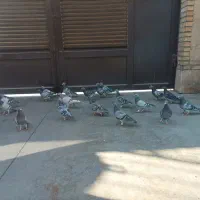 کفتر پلاکی آلمانی|حیوانات|قیامدشت - خاورشهر, |دیوار