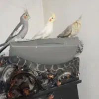 حیوان خانگی اهلی