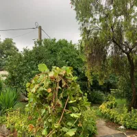 ویلا باغ ۴۷۵ متری /سنددار/رویان /جنگلی|فروش خانه و ویلا|رویان, |دیوار