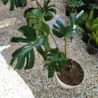 گل آپارتمانی