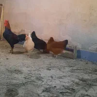 مرغ وخروس|حیوانات مزرعه|شاهین دژ, |دیوار