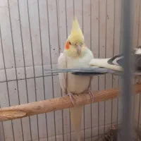 عروس هلندی ماده