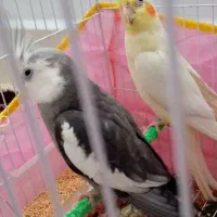 یک جفت عروس هلندی مولد آماده تخم گذاری