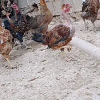 مرغ محلی|حیوانات مزرعه|پاتاوه, |دیوار