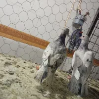 کبوتر|پرنده|قزوین, |دیوار