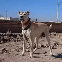 دوعددسگ‌گوسفندی‌