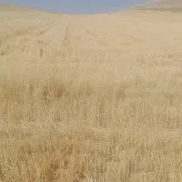 ۱۲ انبار یک جا کاه گندم