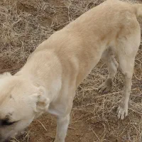 توله سگ گله‌ای گوسفند