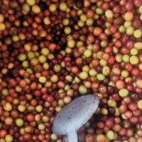 رب آلوچه|خوردنی و آشامیدنی|تهران, زمزم|دیوار