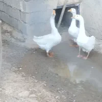 غوغاز|حیوانات مزرعه|شاهین دژ, |دیوار