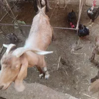 تعدادی بز سالم وخوش خراک|حیوانات مزرعه|خرمشهر, |دیوار