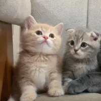 اسکاتیش فولد|گربه|ری, منصوریه منگل|دیوار