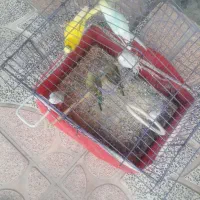 مرغ عشق۶عدد|پرنده|الیگودرز, |دیوار