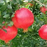 ارقام ریشه لخت|گل و گیاه طبیعی|تهران, پیکان شهر|دیوار