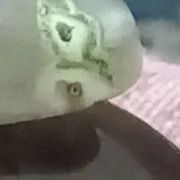 آمیتیست قدیمی.شجرسلیمانی موکلدار.عقیق سلیمانی .یشم|کلکسیون اشیاء عتیقه|بندر گناوه, |دیوار