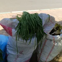 اندش  .کنگر .بصر محبی