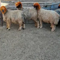 فروش میش بختیاری.( بز میش بره بزغاله)|حیوانات مزرعه|اردل, |دیوار