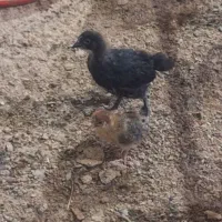 جوجه نیمچه مرغ وخروس محلی گلپایگانی ۴۰ روزه