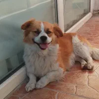 سگ پامر اشپیتز