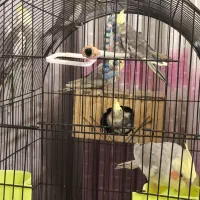 عروس هلندی در نژاد های ابلق دارچینی و خاکستری