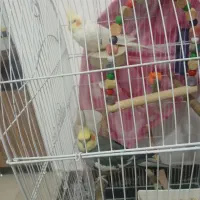 دو عدد عروس هلندی نر|پرنده|ساری, |دیوار