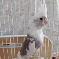 عروس هلندی نرسخنگو
