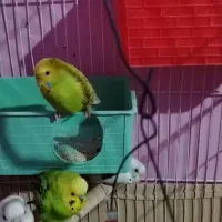 2 جفت مرغ عشق کار داده سالم