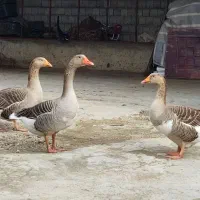 غاز آبی اصیل