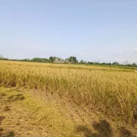 فروش برنج علی کاظمی