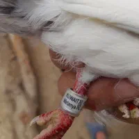 کبوترتیدی پاکستانی اصیل وارداتی