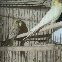 عروس هلندی نر و ماده جفت|پرنده|رباطکریم, آدران|دیوار