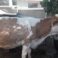 گاو ماده سیمینتال|حیوانات مزرعه|صحنه, |دیوار