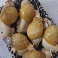فروش حلزون