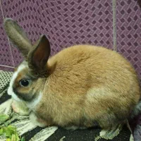 فروش خرگوش