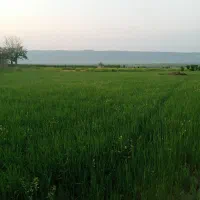 اجاره-زمین-کشاورزی