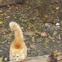 گربه پرشین|گربه|گرگان, |دیوار