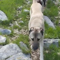 سگ سرابی|سگ|آبدانان, |دیوار