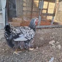 مرغ و خروس ویاندوت|حیوانات مزرعه|شیراز, رکنآباد|دیوار