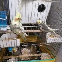 عروس هلندی|پرنده|قم, شهرک فاطمیه|دیوار