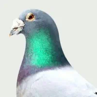 کبوتر پلاکی ماده خون خالص ایسوونم