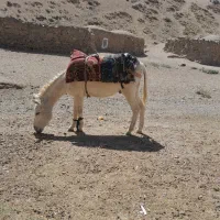 نر خر گله گی به شرط|حیوانات مزرعه|تربت جام, رضاآباد|دیوار