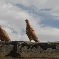 کبوتر