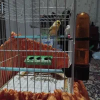 قناری نر مست