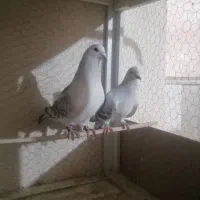 نرماده شامی بدون طوق کرمونی