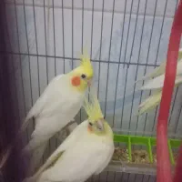 عروس هلندی با یکی از بچه هاش