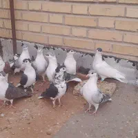 ساده جوانه پرشی|پرنده|بجنورد, |دیوار