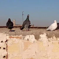 مشهد کفتر کفتر مسافت آدرس مشهد|پرنده|رضویه, |دیوار